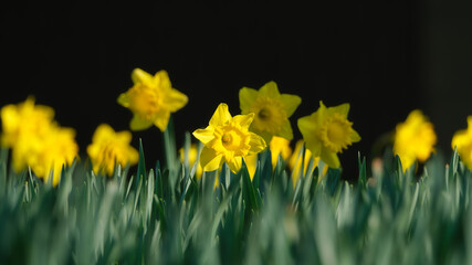 Daffodil on a dark blurred background. Set of spring first flowers. Fresh grass. Bright sunlight. Picture for background and wallpaper. - 760081026