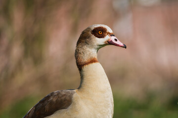Egyptian goose. Birds in the wild. Flying and waterfowl species of birds. Photo for wallpaper or background. - 760081400