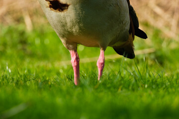 The paws of the Egyptian goose. Birds in the wild. Flying and waterfowl species of birds. Photo for wallpaper or background. - 760081405