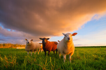 Sheep in a meadow during a bright sunset. Agriculture. Animals on the farm. Food production. Wallpaper and background. - 760081464