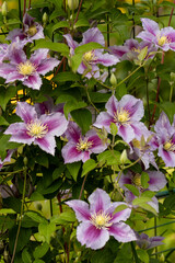 Flowers of purple-white clematis Piilu growing on a trellis in a summer garden