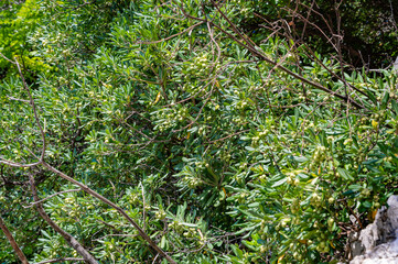 Wild olive tree with green fruits. Good harvest and natural background.