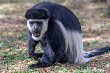 Ethiopia, wild Abyssinian colobus monkeys 