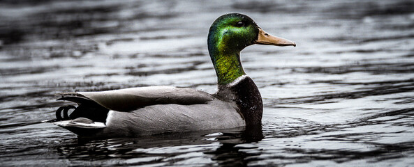 Mallard Duck on River