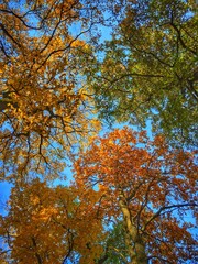 autumn in the forest