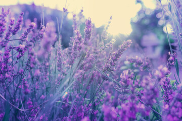 lavender field at sunset. Selective and soft focus on lavender flower, lavender flowers lit by sunlight in flower garden