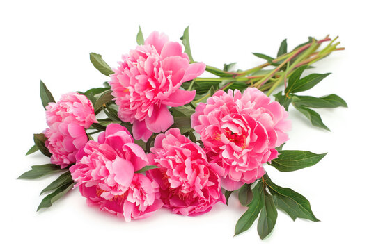 Bouquet of Blooming Pink Peonies