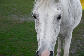 White old horse on a green lawn. Pet, faithful friend.