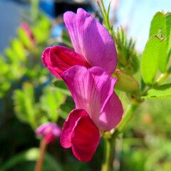 春にカラスノエンドウが紫の花を咲かせています