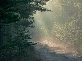 Wysoki, sosnowy las. Jest zimowy poranek, pomiędzy drzewami unosi się mgła oświetlana promieniami wschodzącego słońca tworząc malownicze smugi. - 760092808