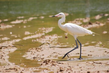 Corocoras,garzas,toda clase de aves acuaticas se pueden admirar en nuestros parques nacionales.