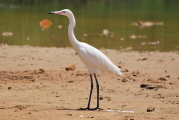 Corocoras,garzas,toda clase de aves acuaticas se pueden admirar en nuestros parques nacionales.