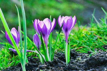 Wczesna wiosna w ogrodzie. Kwitnące, fioletowe krokusy oświetlone światłem zachodzącego słońca.