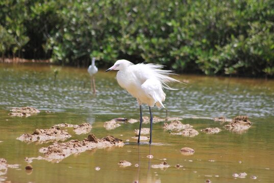 Corocoras,garzas,toda clase de aves acuaticas se pueden admirar en nuestros parques nacionales.