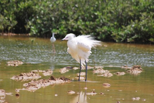 Corocoras,garzas,toda clase de aves acuaticas se pueden admirar en nuestros parques nacionales.