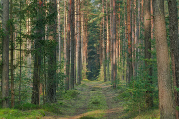 Wysoki, sosnowy las. Między drzewami znajduje się leśna droga.
