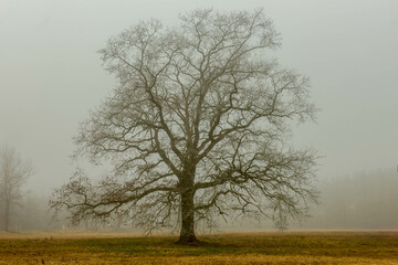 Rozległa równina w zimowy, bezśnieżny poranek pokryta żółtą, suchą trawą. Nad ziemią unosi się gęsta mgła. We mgle widać samotne, bezlistne drzewo.
- 760093403