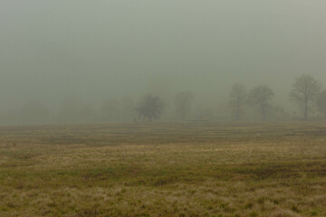 Rozległa równina w zimowy, bezśnieżny poranek pokryta żółtą, suchą trawą. Nad ziemią unosi się gęsta mgła. We mgle widać niewyraźnie w oddali bezlistne drzewa. - obrazy, fototapety, plakaty