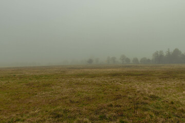 Rozległa równina w zimowy, bezśnieżny poranek pokryta żółtą, suchą trawą. Nad ziemią unosi się gęsta mgła. We mgle widać niewyraźnie w oddali bezlistne drzewa. - obrazy, fototapety, plakaty