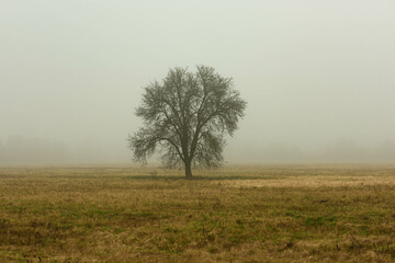 Rozległa równina w zimowy, bezśnieżny poranek pokryta żółtą, suchą trawą. Nad ziemią unosi się gęsta mgła. We mgle widać samotne, bezlistne drzewo.
- 760093438