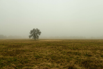 Rozległa równina w zimowy, bezśnieżny poranek pokryta żółtą, suchą trawą. Nad ziemią unosi się gęsta mgła. We mgle widać samotne, bezlistne drzewo.
 - obrazy, fototapety, plakaty