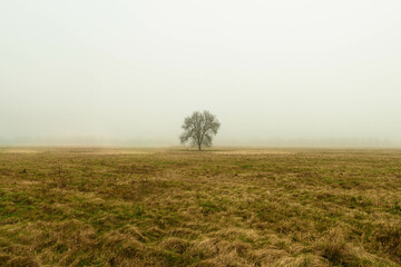 Obraz na płótnie Canvas Rozległa równina w zimowy, bezśnieżny poranek pokryta żółtą, suchą trawą. Nad ziemią unosi się gęsta mgła. We mgle widać samotne, bezlistne drzewo. 