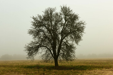 Rozległa równina w zimowy, bezśnieżny poranek pokryta żółtą, suchą trawą. Nad ziemią unosi się gęsta mgła. We mgle widać samotne, bezlistne drzewo.
 - obrazy, fototapety, plakaty