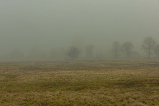 Rozległa równina w zimowy, bezśnieżny poranek pokryta żółtą, suchą trawą. Nad ziemią unosi się gęsta mgła. We mgle widać niewyraźnie w oddali bezlistne drzewa.