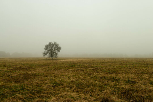 Rozległa równina w zimowy, bezśnieżny poranek pokryta żółtą, suchą trawą. Nad ziemią unosi się gęsta mgła. We mgle widać samotne, bezlistne drzewo. © boguslavus