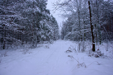 Leśna droga w sosnowym lesie. Jest zima, ziemię, gałęzie drzew pokrywa gruba warstwa śniegu. Jest pochmurny dzień. - 760094066