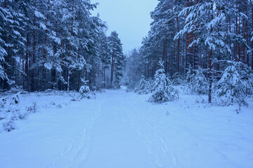 Leśna droga w sosnowym lesie. Jest zima, ziemię, gałęzie drzew pokrywa gruba warstwa śniegu. Jest pochmurny dzień.