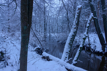 Mała, dzika, nieuregulowana rzeka zimą. Woda ma ciemnobrązowy kolor. Wokół rośnie wysoki, bezlistny las. Brzegi i drzewa pokrywa warstwa śniegu. - obrazy, fototapety, plakaty