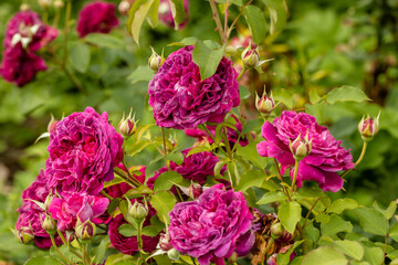 Rosa 'Munstead Wood' (Ausbernard). A deep crimson English rose bred by David Austin.