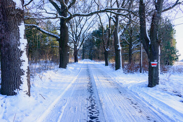 Lokalna, wiejska droga zimą. Ziemię pokrywa gruba warstwa śniegu. Po obu stronach drogi rosną wysokie dęby. Na poboczu znajdują się sterty pni ściętych drzew. Jest słoneczny dzień. - obrazy, fototapety, plakaty
