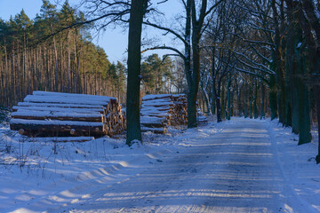 Lokalna, wiejska droga zimą. Ziemię pokrywa gruba warstwa śniegu. Po obu stronach drogi rosną wysokie dęby. Na poboczu znajdują się sterty pni ściętych drzew. Jest słoneczny dzień.