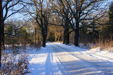 Lokalna, wiejska droga zimą. Ziemię pokrywa gruba warstwa śniegu. Po obu stronach drogi rosną wysokie dęby. Na poboczu znajdują się sterty pni ściętych drzew. Jest słoneczny dzień. - 760094467