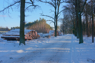 Lokalna, wiejska droga zimą. Ziemię pokrywa gruba warstwa śniegu. Po obu stronach drogi rosną wysokie dęby. Na poboczu znajdują się sterty pni ściętych drzew. Jest słoneczny dzień. - 760094488