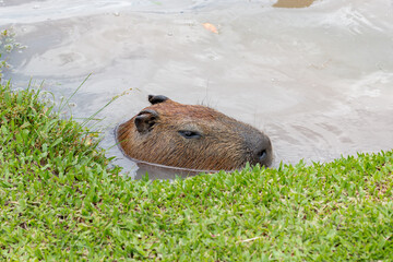 Photo of capybara relaxing in the water at the edge of a lake.