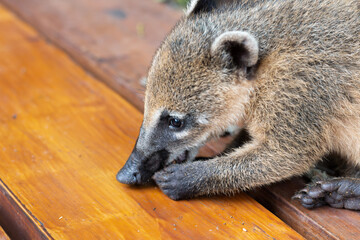 Close up photo of coati eating something.