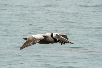 Pelican Flying