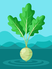 arugula vegetable water background