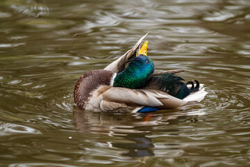 Male mallard Anas platyrhynchos washing in a pond.