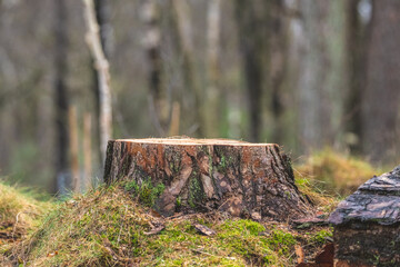Stub of a cut down tree in a forest.