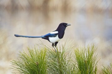 Magpie is perched on a pine bough.