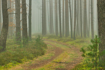 Wysoki, sosnowy las. Jest zimowy poranek, pomiędzy drzewami unosi się mgła oświetlana promieniami wschodzącego słońca tworząc malownicze smugi. - 760099480
