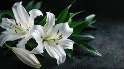 White lily flowers AI generated on a dark green background. AI generated image