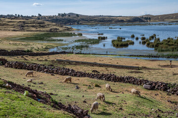 Fototapeta na wymiar Sheep grazing in Sillustani Cemetery, Hatuncolla, Puno Region, Peru,