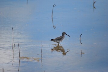 Corocoras,garzas,toda clase de aves acuaticas se pueden admirar en nuestros parques nacionales.