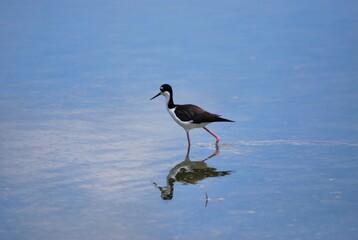 Corocoras,garzas,toda clase de aves acuaticas se pueden admirar en nuestros parques nacionales.