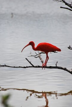 Corocoras,garzas,toda clase de aves acuaticas se pueden admirar en nuestros parques nacionales.